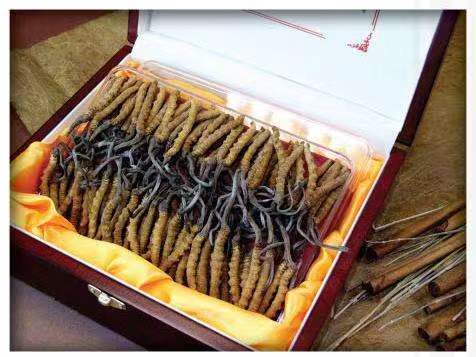 霍山冬虫夏草回收